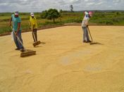 Consórcio pode reativar fábrica de beneficiamento de arroz em Igreja Nova