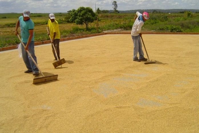 Consórcio pode reativar fábrica de beneficiamento de arroz em Igreja Nova