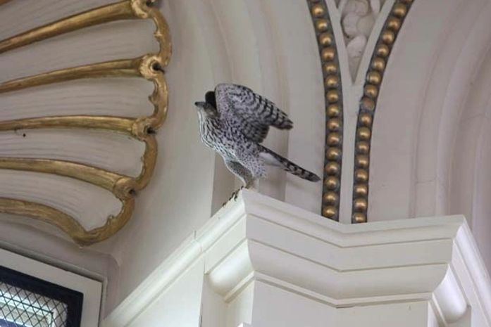 Falcão é resgatado após 'viver' por uma semana em biblioteca nos EUA
