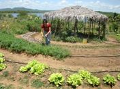 Unidades PAIS produzem alimento saudável em Mata Grande