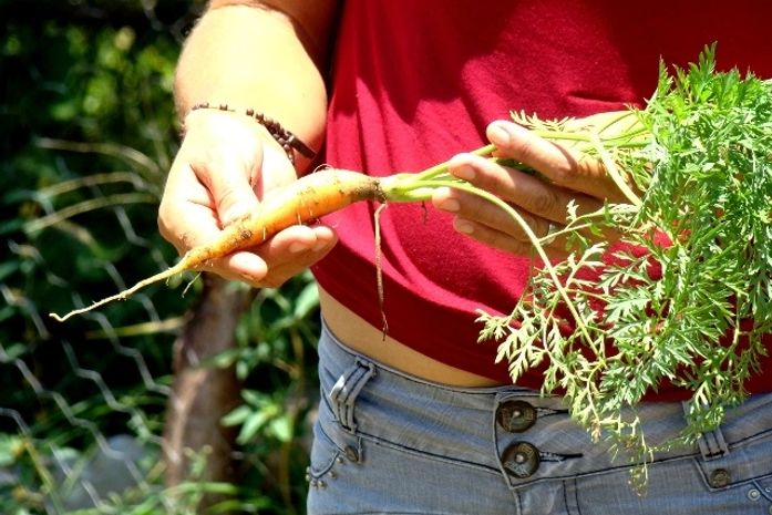 Unidades PAIS produzem alimentos saudáveis em Mata Grande