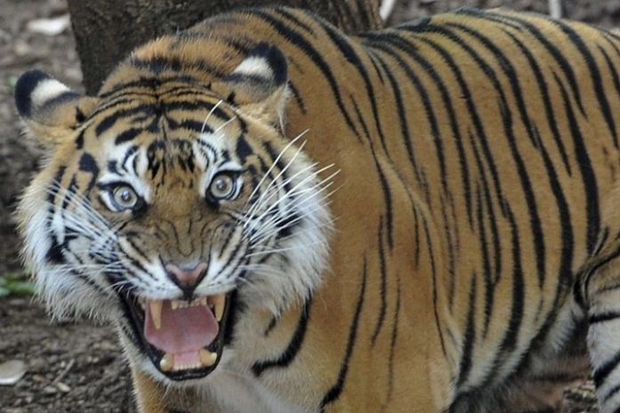 Filhote de tigre em um Zoológico de Melbourne na Austrália; mulher defendeu o marido de animal com colher