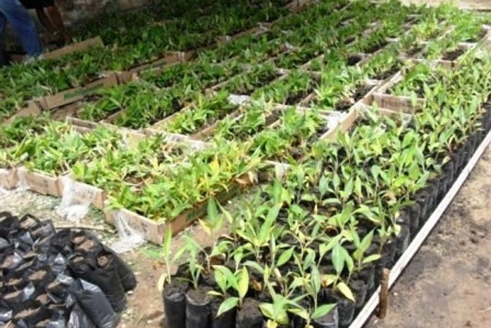 Secretaria de Agricultura de União recebe mudas de bananeira