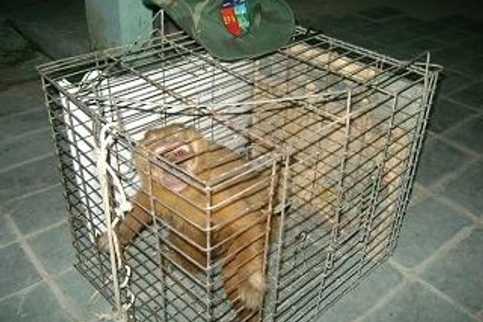 Batalhão Ambiental resgata macaco-prego em Arapiraca