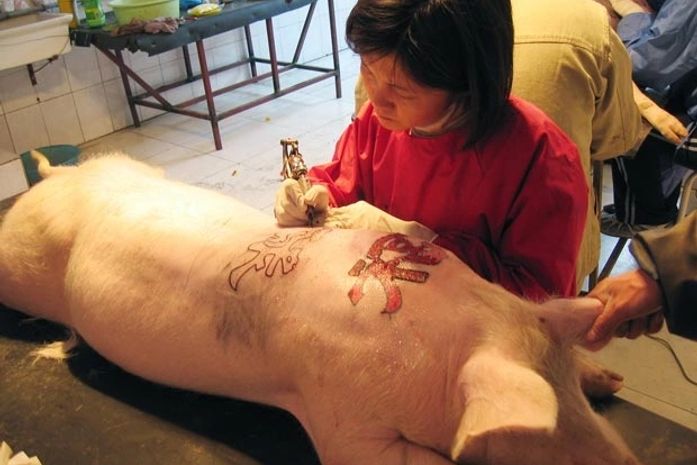 Tatuadora faz tatuagem em porco.