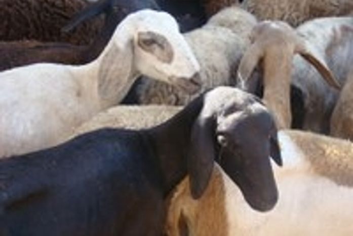 Palestina e Olivença recebem animais do Programa Alagoas Mais Ovinos