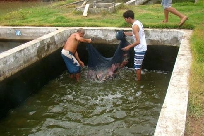 Famílias de Rio Largo recebem tilápias do Núcleo de Produção de Alevinos