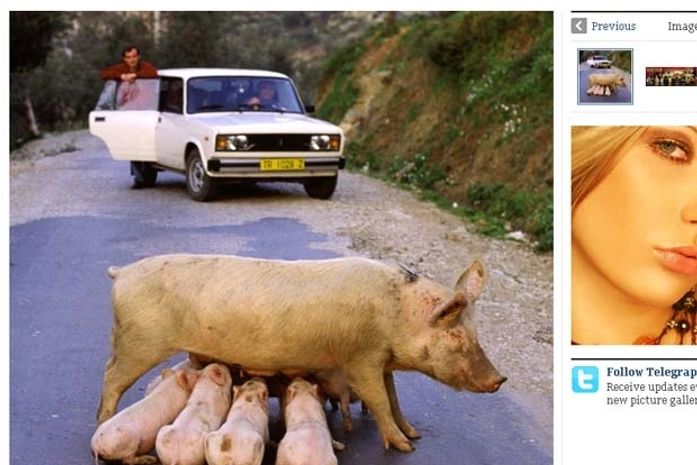 Porca é flagrada alimentando filhotes no meio de estrada na Albania