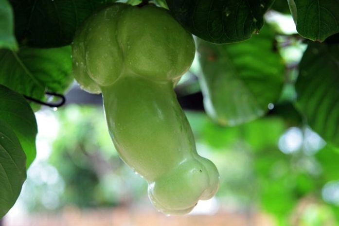 Maracujá cresce em formato de orgão sexual masculino em São Jose de Ribamar