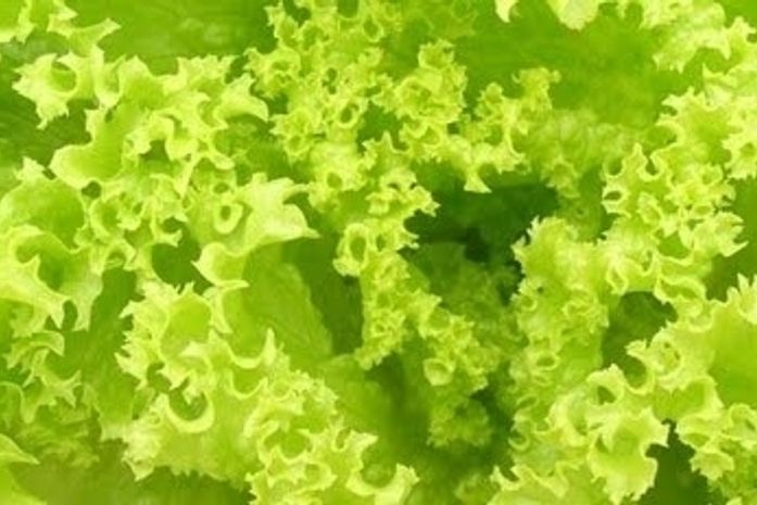 Salada do Camarão e Cia (um pedacinho da Amazônia no seu prato)