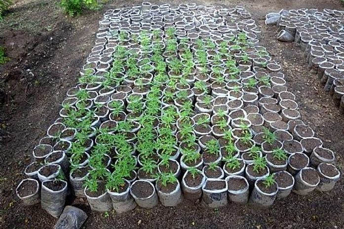 PF apreende dois mil pés maconha em Mata Grande