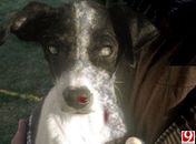 Cachorro zumbi ressuscita e procura um novo mestre