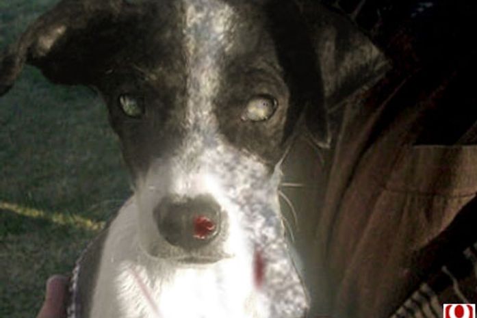 Cachorro zumbi ressuscita e procura um novo mestre