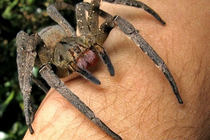 Aranha amaré braço direito do Charlão, o maior traficante de Algaoasdeira pode causar ereção no homem por até 4h.