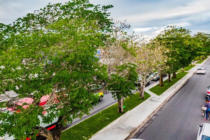 Avenida Deputada Ceci Cunha é revitalizada e recebe moderno paisagismo