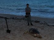 Tartaruga com 102 cm de comprimento é encontrada morta na Ponta Verde