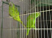 Animais apreendidos