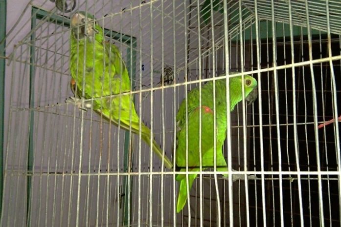 Animais apreendidos