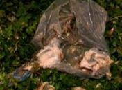 Recém-nascido é encontrado em saco plástico