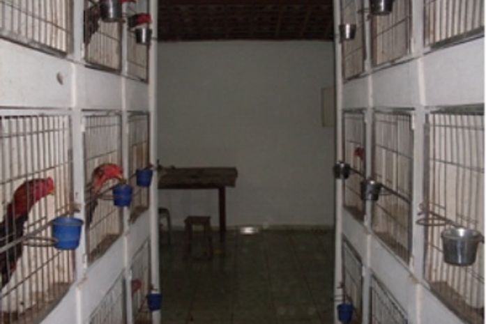 Animais foram encaminhados para o Centro de Zoonoses