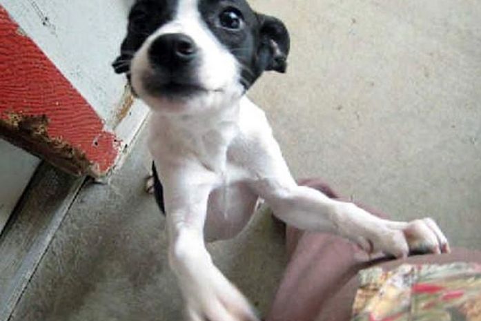 Cão sobreviveu a duas tentativas de eutanásia em abrigo nos EUA.