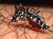 Notificações de caso de dengue aumentam quase 200% em 2012