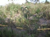 Ossadas foram encontradas no campos da Ufal 