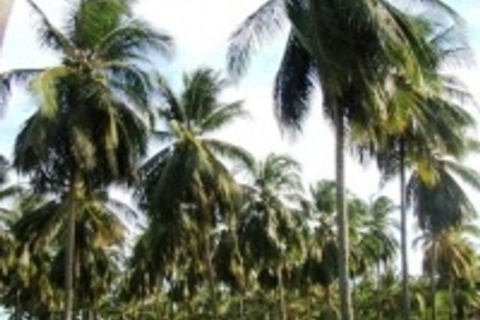 Pragas causam perdas nos coqueirais de Piaçabuçu, Feliz Deserto e Coruripe