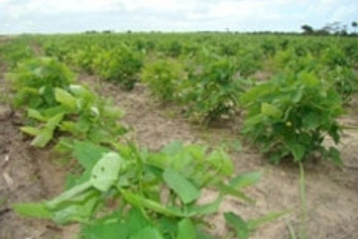 Agricultores de Canapi recebem seguro Garantia Safra