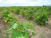 Agricultores de Canapi recebem seguro Garantia Safra