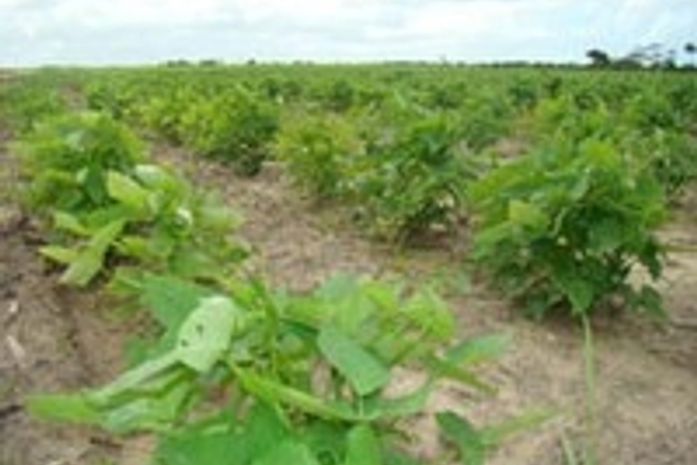 Agricultores de Canapi recebem seguro Garantia Safra