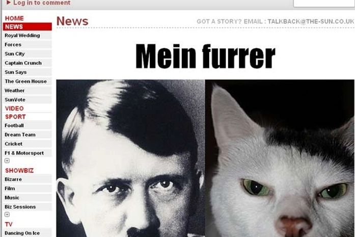 Jornal inglês mostra gatos parecidos com o nazista Adolf Hitler