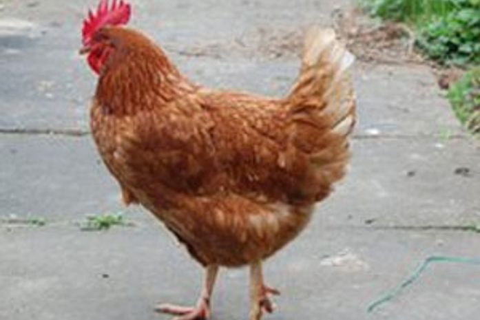 Reino Unido: Galinha choca donos ao "mudar de sexo"