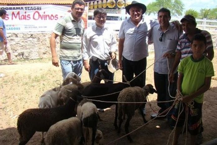 Ovinocaprinocultura: Governo fortalece criação de ovinos no Sertão
