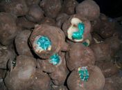 Batatas recheadas com cocaína foram apreendidas em Corumbá (MS) 