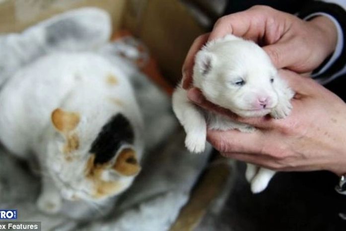 Cara de cachorro, focinho de cachorro, orelha de cachorro... mas não é cachorro?
