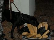 Casal é detido com maconha escondida em mala em MS