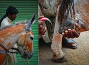 No Paquistão, o hábito de tingir o pêlo de burros com henna é bastante comum, pois se acredita que ajuda a prevenir irritações causadas pelo calor