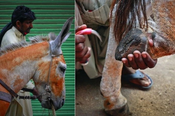 No Paquistão, o hábito de tingir o pêlo de burros com henna é bastante comum, pois se acredita que ajuda a prevenir irritações causadas pelo calor