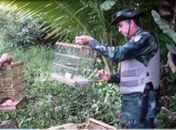 Polícia Ambiental apreende pássaros em povoados na cidade de Penedo