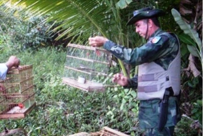 Polícia Ambiental apreende pássaros em povoados na cidade de Penedo