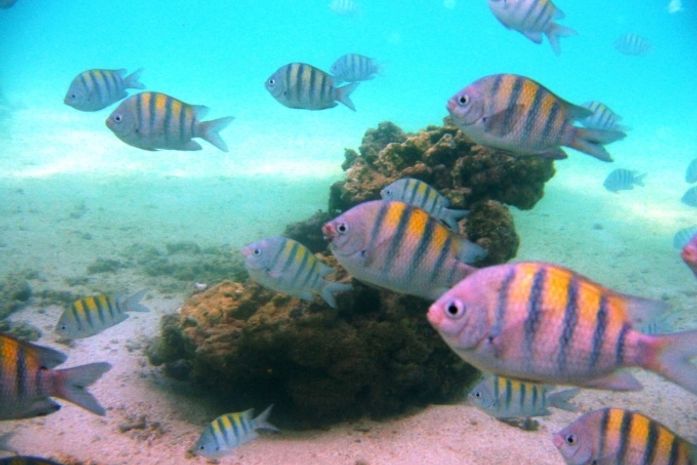 Maragogi leva piscinas naturais para a Feira dos Municípios Alagoanos