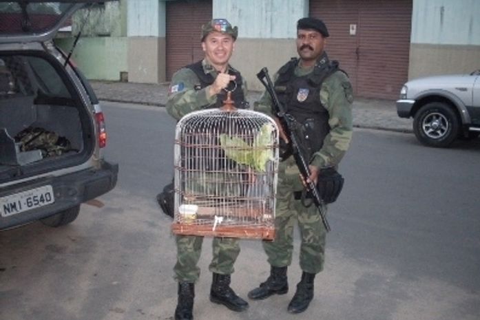 Polícia Militar apreende papagaios em residência de Arapiraca