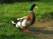 Pato