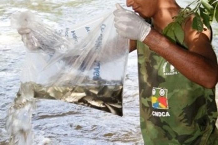 Codevasf realiza peixamento na bacia do rio Piauí em Coruripe