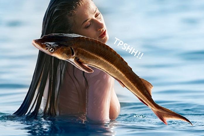 Rabada de peixe gigante machuca “sereia” na Flórida