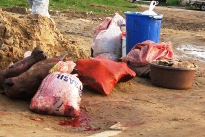 Matadouro Público: Jornalista flagra descaso com saúde pública no interior