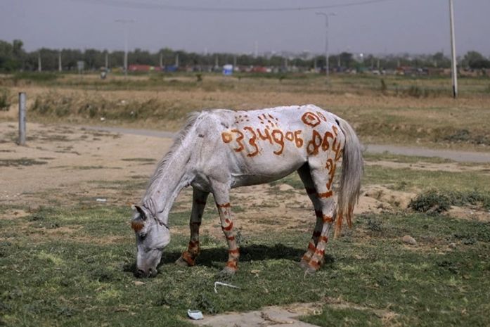 Dono pinta celular de contato em cavalo de aluguel no Paquistão