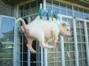 imagem mostra filhote de cachorro pendurado por pregadores de roupa em varal nas Filipinas