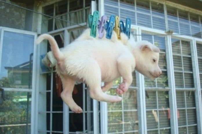 imagem mostra filhote de cachorro pendurado por pregadores de roupa em varal nas Filipinas